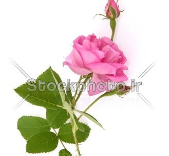 عکس گل محمدی و گلاب