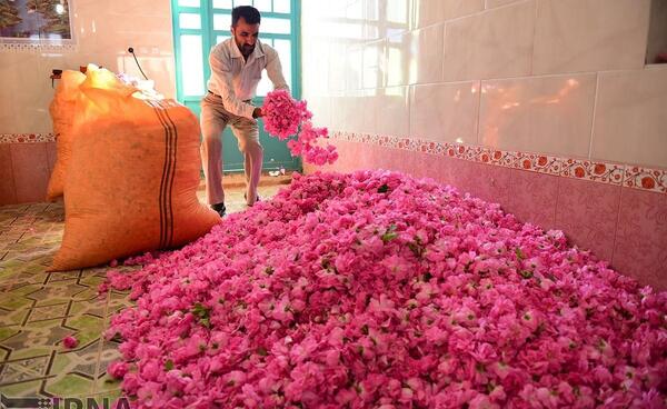 عکس گل محمدی و گلاب