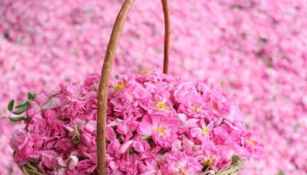 عکس گل محمدی و گلاب