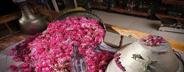 عکس گل محمدی و گلاب