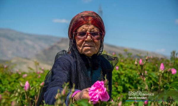 عکس گل محمدی و گلاب
