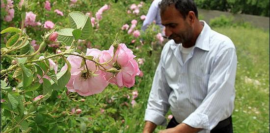 عکس گل محمدی و گلاب