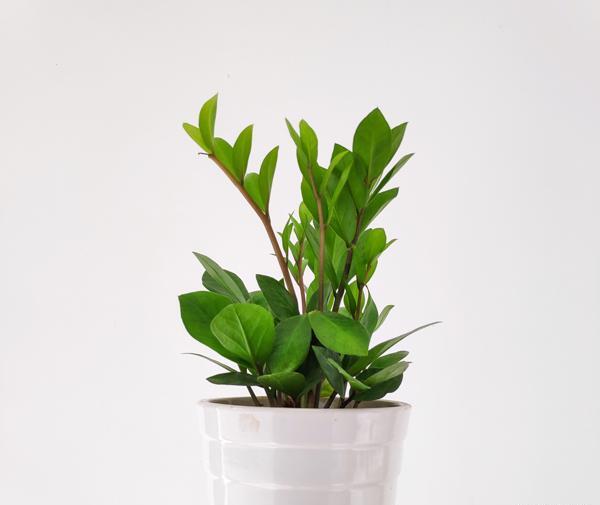 عکس گلخانه گل های آپارتمانی