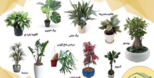 عکس گلخانه گل های آپارتمانی