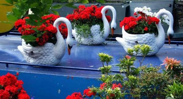 عکس گلخانه گل های آپارتمانی
