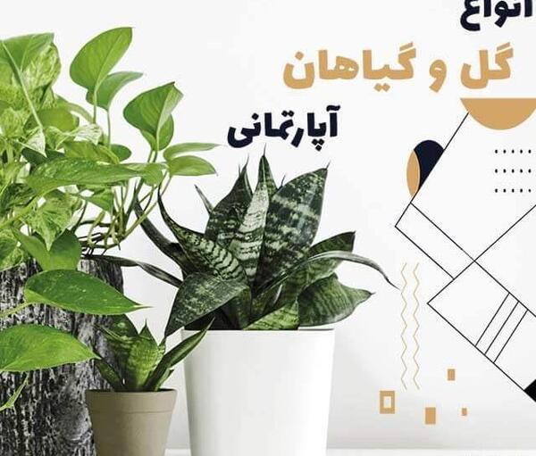 عکس گلخانه گل های آپارتمانی