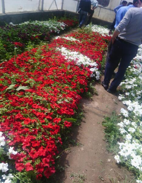 عکس گلخانه گل های آپارتمانی