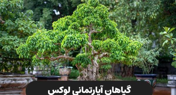 عکس گلخانه گل های آپارتمانی