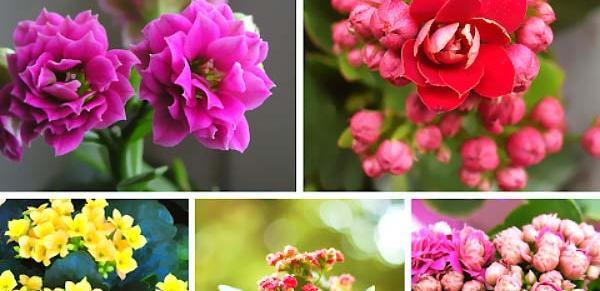 عکس گلخانه گل های آپارتمانی