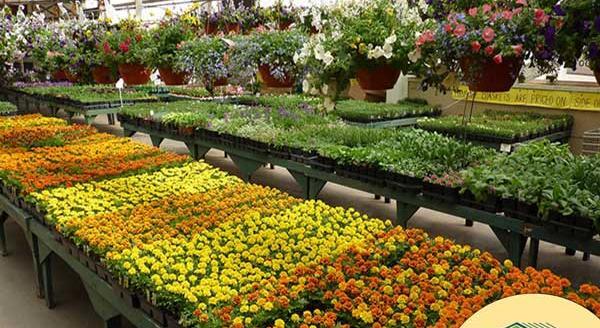 عکس گلخانه گل های آپارتمانی