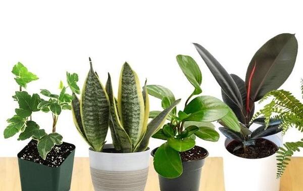 عکس گلخانه گل های آپارتمانی