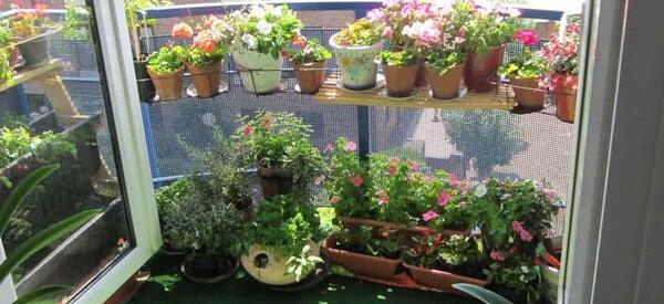 عکس گلخانه گل های آپارتمانی