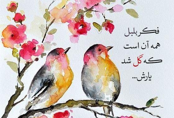 دانلود عکس گل و بلبل