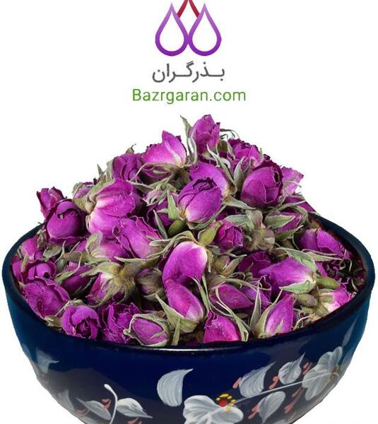 عکس غنچه گل محمدی