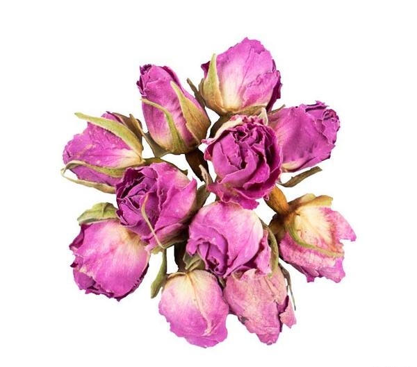 عکس غنچه گل محمدی