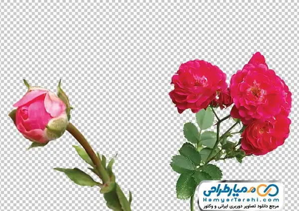 عکس غنچه گل محمدی