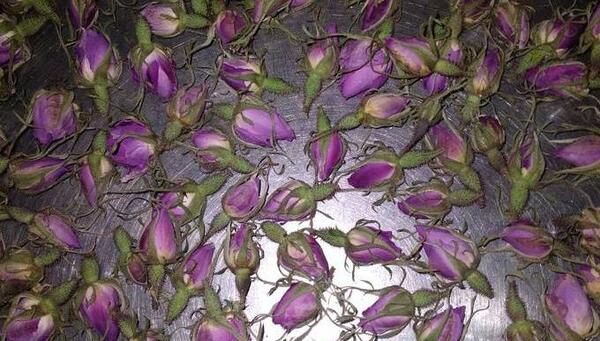 عکس غنچه گل محمدی