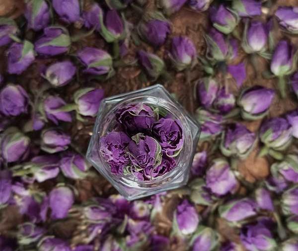 عکس غنچه گل محمدی