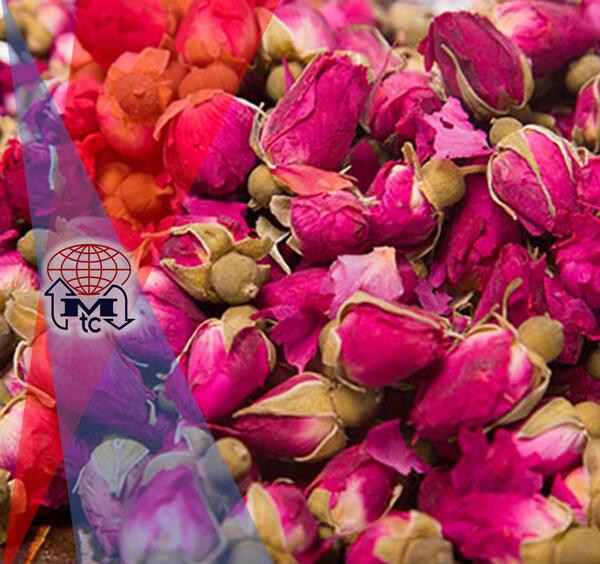 عکس غنچه گل محمدی
