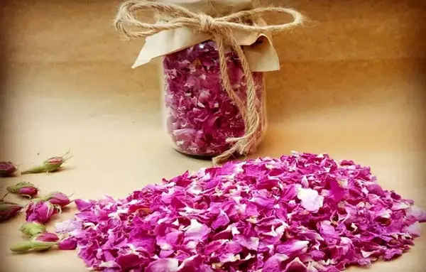 عکس غنچه گل محمدی