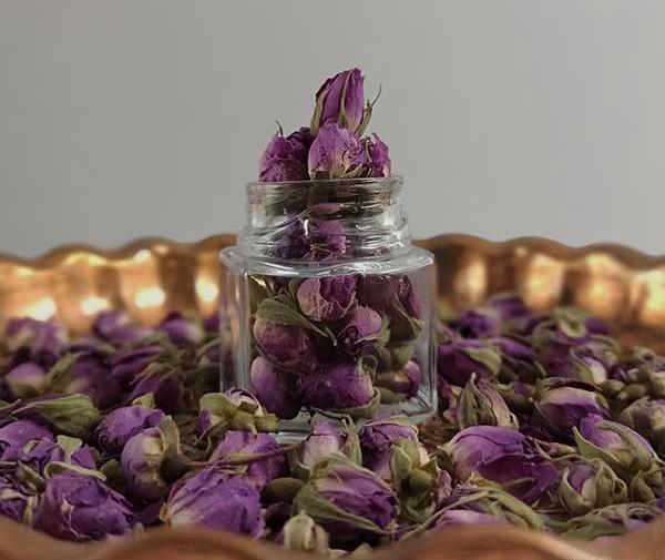 عکس غنچه گل محمدی