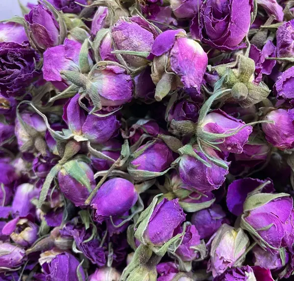عکس غنچه گل محمدی