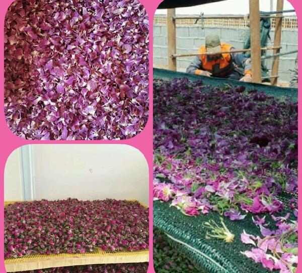 عکس غنچه گل محمدی