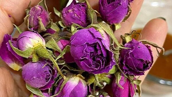 عکس غنچه گل محمدی