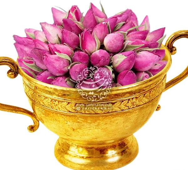 عکس غنچه گل محمدی