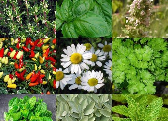 عکس گیاهان دارویی در ایران