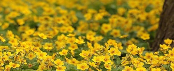 عکس گیاهان دارویی در ایران
