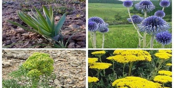 عکس گیاهان دارویی در ایران