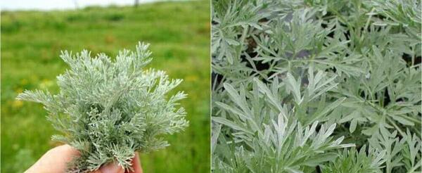 عکس گیاهان دارویی در ایران