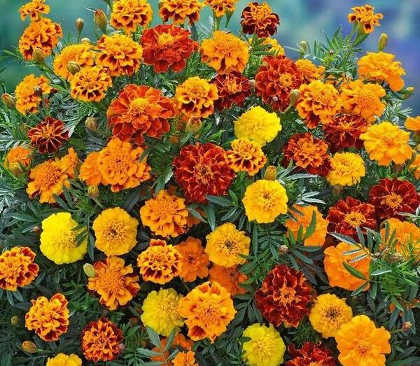 عکس گل جعفری سفید