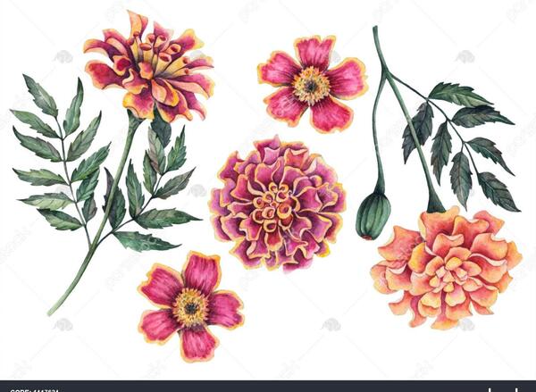 عکس گل جعفری سفید