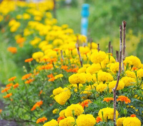 عکس گل جعفری سفید