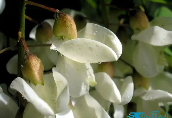 عکس گل جعفری سفید