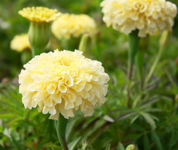 عکس گل جعفری سفید