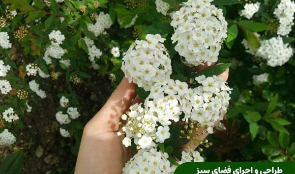 عکس گل جعفری سفید