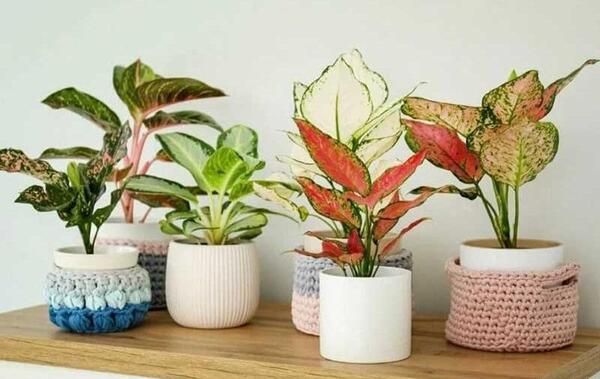 عکس گل آگلونما برفی