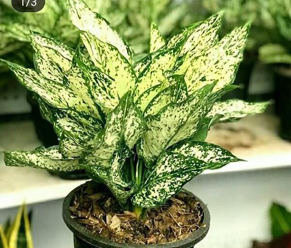 عکس گل آگلونما برفی