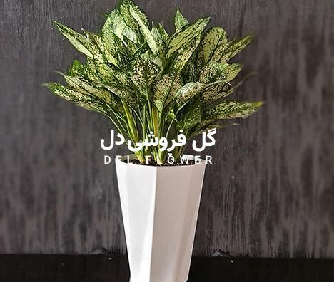 عکس گل آگلونما برفی