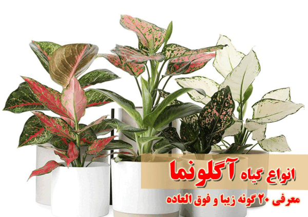 عکس گل آگلونما برفی