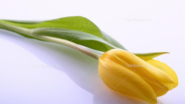 عکس گل تک شاخه