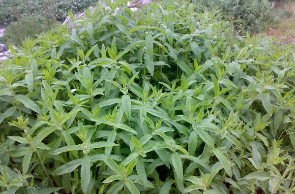 عکس گل پونه ها