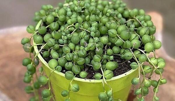 عکس های گل غوره ای