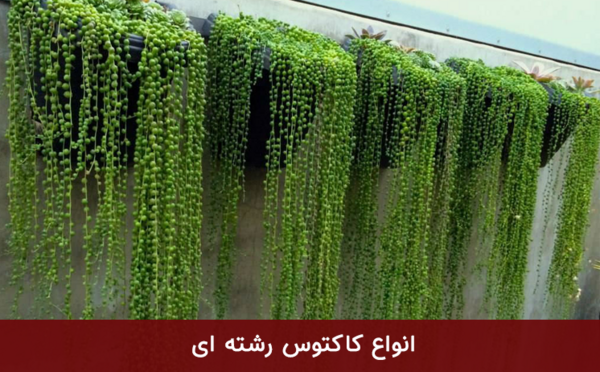 عکس های گل غوره ای