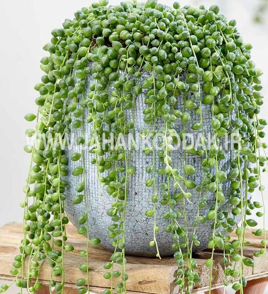 عکس های گل غوره ای