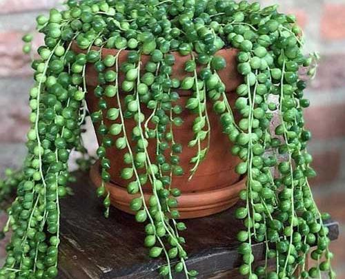 عکس های گل غوره ای