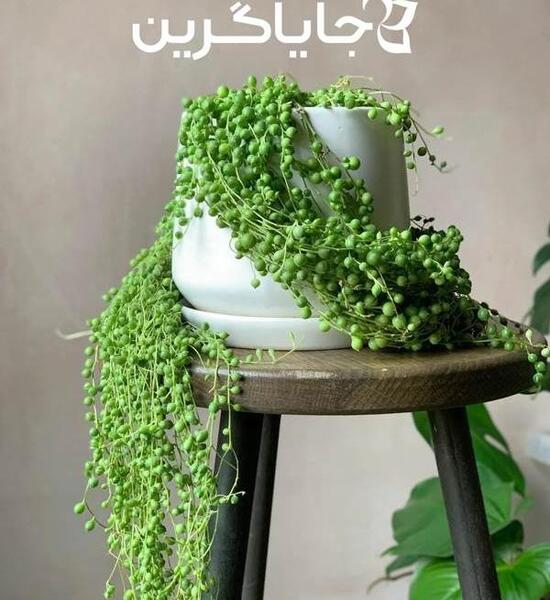 عکس های گل غوره ای